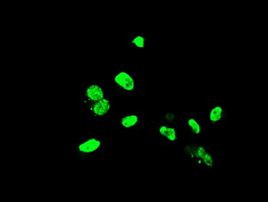 ELK3 Antibody in Immunocytochemistry (ICC/IF)