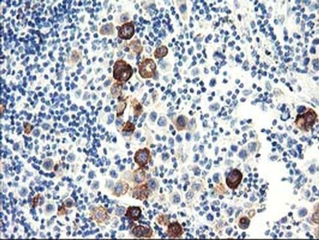 DPP10 Antibody in Immunohistochemistry (Paraffin) (IHC (P))