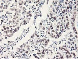 RbAp46 Antibody in Immunohistochemistry (Paraffin) (IHC (P))