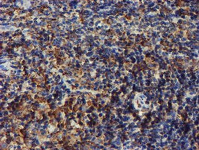 ERP72 Antibody in Immunohistochemistry (Paraffin) (IHC (P))