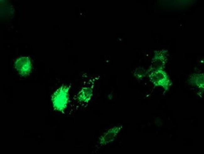 ERP72 Antibody in Immunocytochemistry (ICC/IF)
