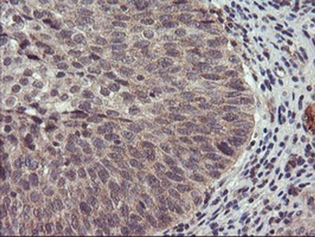 USP10 Antibody in Immunohistochemistry (Paraffin) (IHC (P))