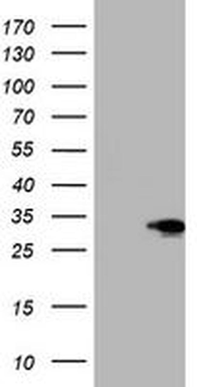 SIX1 Antibody in Western Blot (WB)