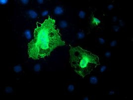 DTNB Antibody in Immunocytochemistry (ICC/IF)