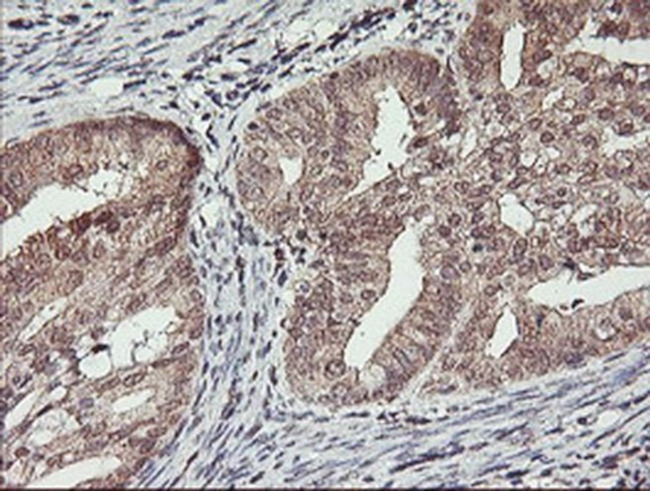 HLCS Antibody in Immunohistochemistry (Paraffin) (IHC (P))