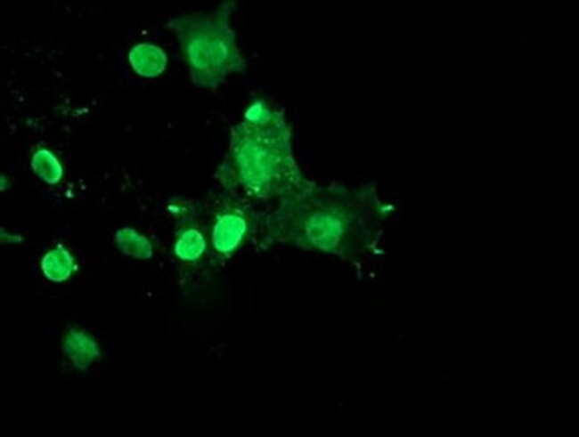 RYBP Antibody in Immunocytochemistry (ICC/IF)