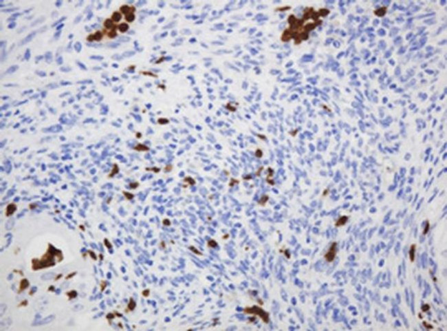 CNKSR3 Antibody in Immunohistochemistry (Paraffin) (IHC (P))