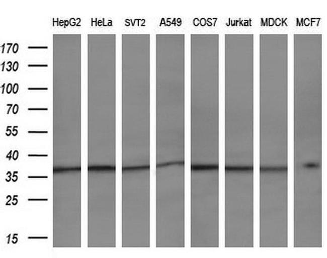 LRRC25 Antibody in Western Blot (WB)