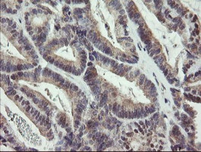 DREF Antibody in Immunohistochemistry (Paraffin) (IHC (P))