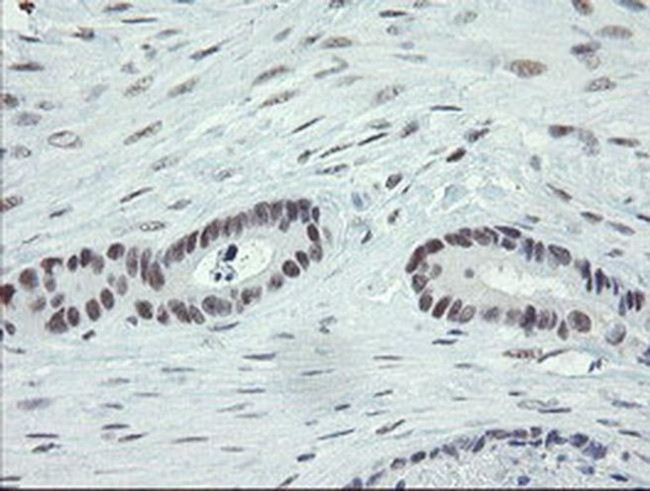 DREF Antibody in Immunohistochemistry (Paraffin) (IHC (P))