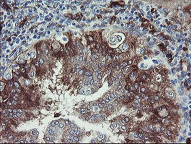 TSC22D1 Antibody in Immunohistochemistry (Paraffin) (IHC (P))