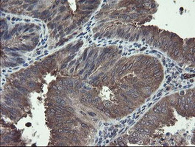 TSC22D1 Antibody in Immunohistochemistry (Paraffin) (IHC (P))