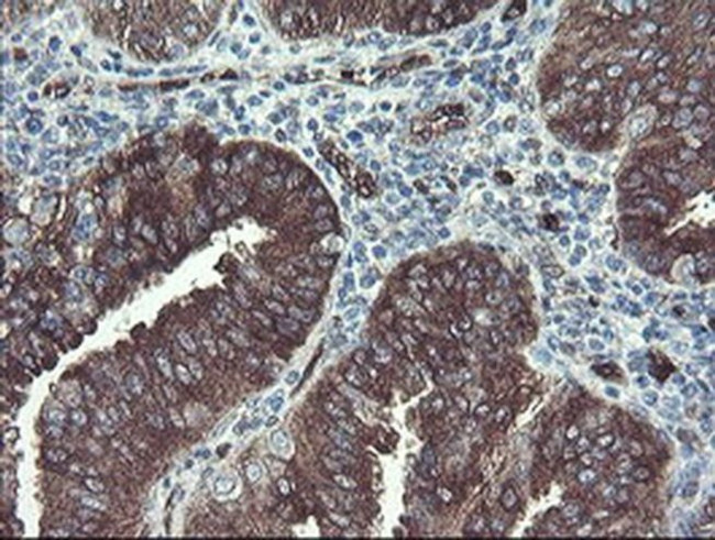 TSC22D1 Antibody in Immunohistochemistry (Paraffin) (IHC (P))