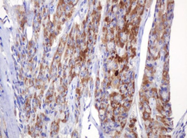 alpha Amylase 2B Antibody in Immunohistochemistry (Paraffin) (IHC (P))