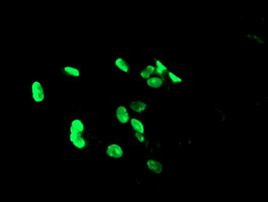 PHF7 Antibody in Immunocytochemistry (ICC/IF)
