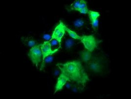FATE1 Antibody in Immunocytochemistry (ICC/IF)