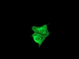 FATE1 Antibody in Immunocytochemistry (ICC/IF)