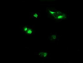 HCFC2 Antibody in Immunocytochemistry (ICC/IF)