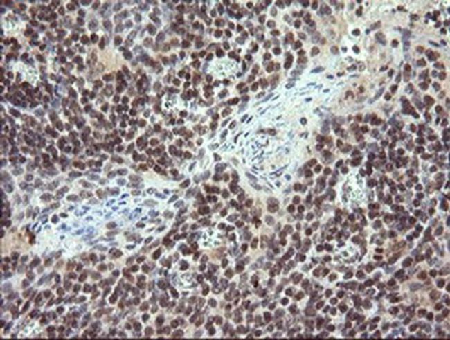 TRIM22 Antibody in Immunohistochemistry (Paraffin) (IHC (P))