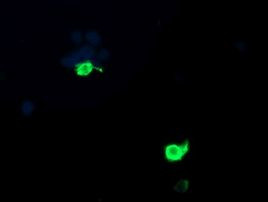 PSMF1 Antibody in Immunocytochemistry (ICC/IF)