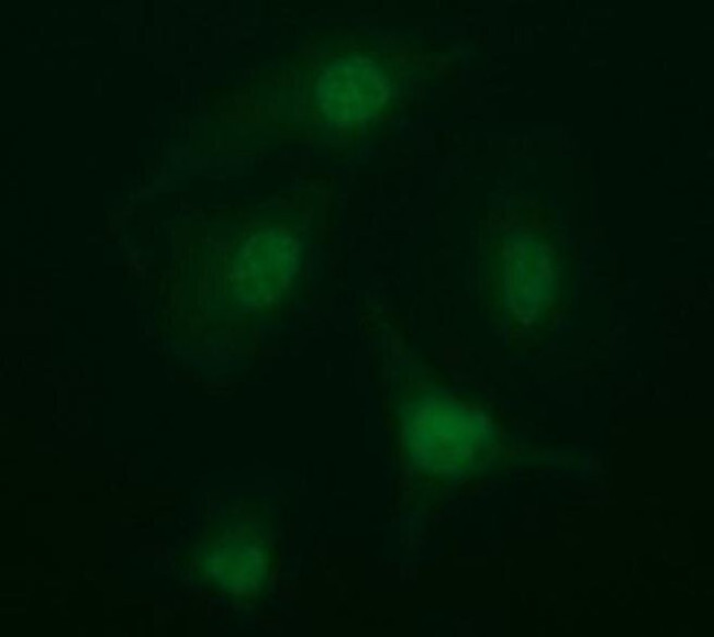ARMC1 Antibody in Immunocytochemistry (ICC/IF)