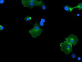 PCDH7 Antibody in Immunocytochemistry (ICC/IF)