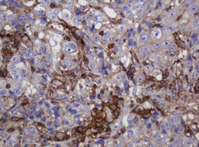 FNDC4 Antibody in Immunohistochemistry (Paraffin) (IHC (P))