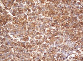 PSMA2 Antibody in Immunohistochemistry (Paraffin) (IHC (P))
