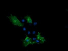 PCDH7 Antibody in Immunocytochemistry (ICC/IF)