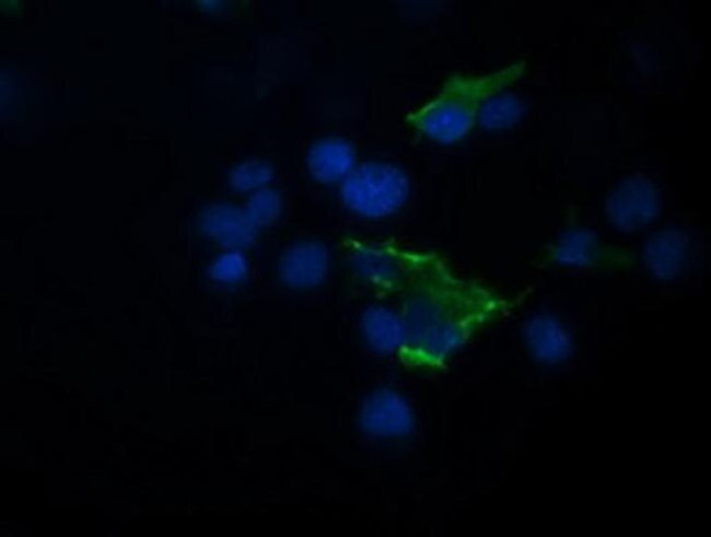 TRIM44 Antibody in Immunocytochemistry (ICC/IF)