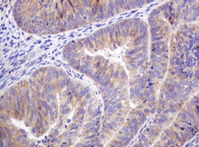 ITFG3 Antibody in Immunohistochemistry (Paraffin) (IHC (P))