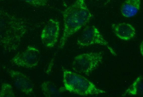 GBAS Antibody in Immunocytochemistry (ICC/IF)