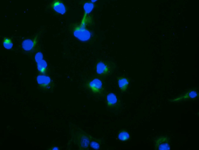TRAPPC4 Antibody in Immunocytochemistry (ICC/IF)