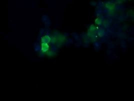 POGK Antibody in Immunocytochemistry (ICC/IF)