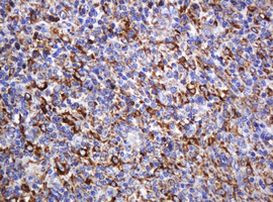 POGK Antibody in Immunohistochemistry (Paraffin) (IHC (P))