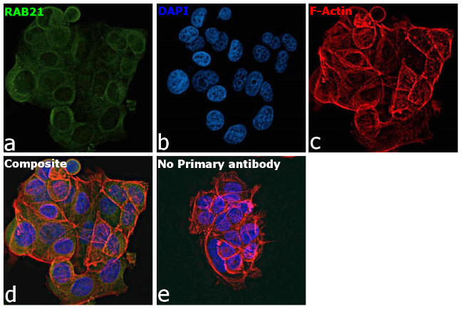 RAB21 Antibody in Immunocytochemistry (ICC/IF)