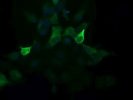 PIK3R5 Antibody in Immunocytochemistry (ICC/IF)