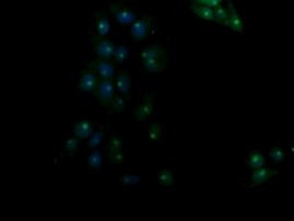 RASSF8 Antibody in Immunocytochemistry (ICC/IF)