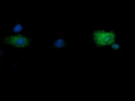 RNF39 Antibody in Immunocytochemistry (ICC/IF)