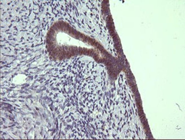 C4orf22 Antibody in Immunohistochemistry (Paraffin) (IHC (P))