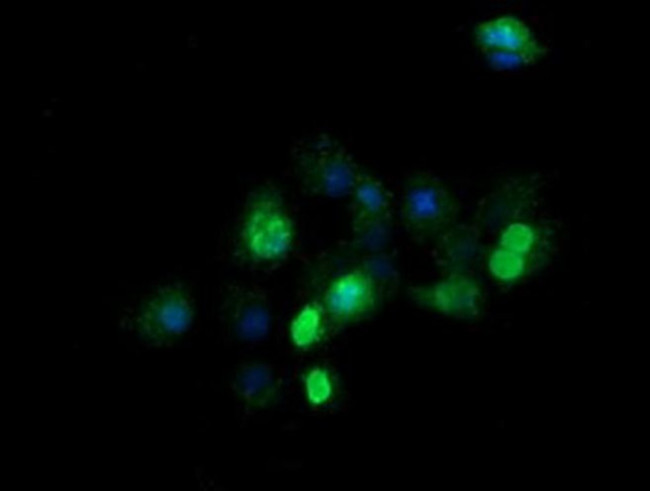 ZNF38 Antibody in Immunocytochemistry (ICC/IF)