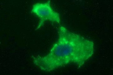 HPRT1 Antibody in Immunocytochemistry (ICC/IF)