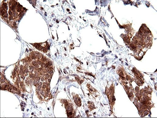 COX4NB Antibody in Immunohistochemistry (Paraffin) (IHC (P))