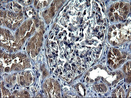 METTL25 Antibody in Immunohistochemistry (Paraffin) (IHC (P))
