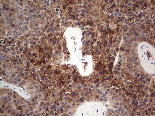 FAIM3 Antibody in Immunohistochemistry (Paraffin) (IHC (P))