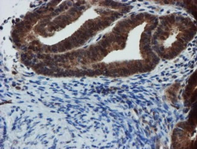 XTP4 Antibody in Immunohistochemistry (Paraffin) (IHC (P))