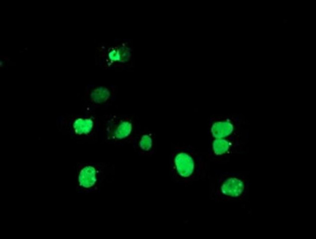 DPPA4 Antibody in Immunocytochemistry (ICC/IF)