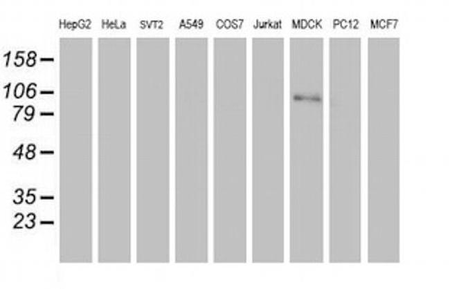 C1r Antibody in Western Blot (WB)