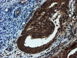 PSMA6 Antibody in Immunohistochemistry (Paraffin) (IHC (P))