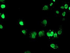 FOXI1 Antibody in Immunocytochemistry (ICC/IF)